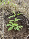 terminalia amazonia roble coral seedling